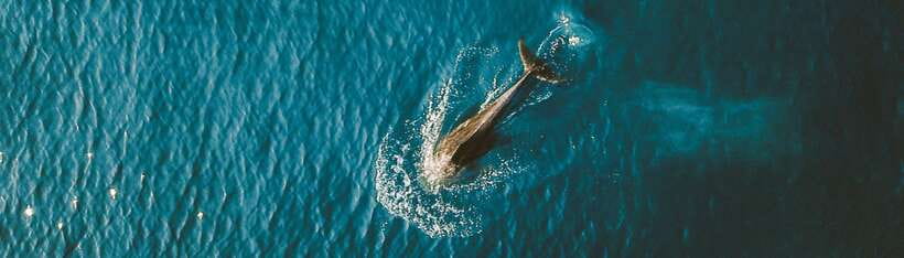 Bohol: Pamilacan Island Dolphin/Turtle Watching Tour & Lunch - Why Pamilacan feels different from a quick beach stop