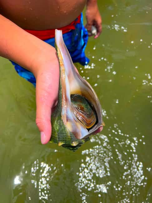 Bonita Springs Clear Kayak Tour with Dolphins & Manatees - Who should book this tour