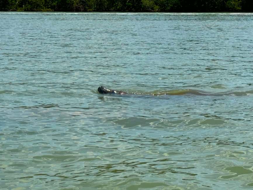 Bonita Springs Clear Kayak Tour with Dolphins & Manatees - Mangrove tunnels and the first stretch on the water