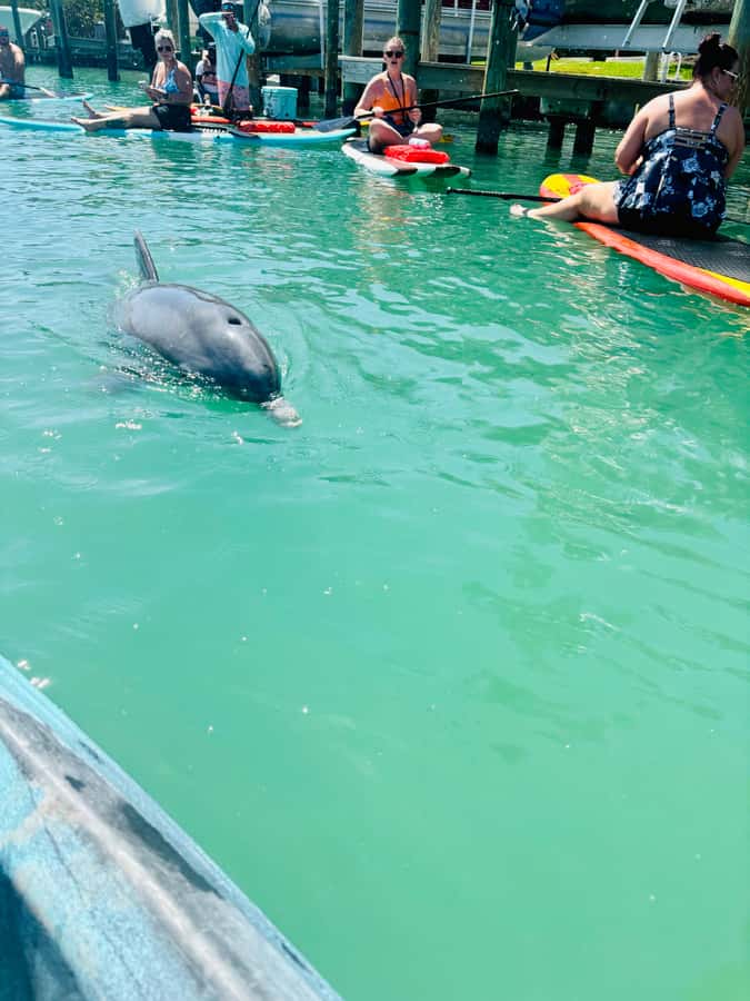 Bonita Springs Dolphin, Manatee & Sea Turtle Adventure Tour! - Key points to know before booking