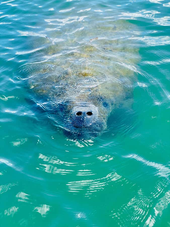 Bonita Springs Dolphin, Manatee & Sea Turtle Adventure Tour! - Starting out in Bonita Springs