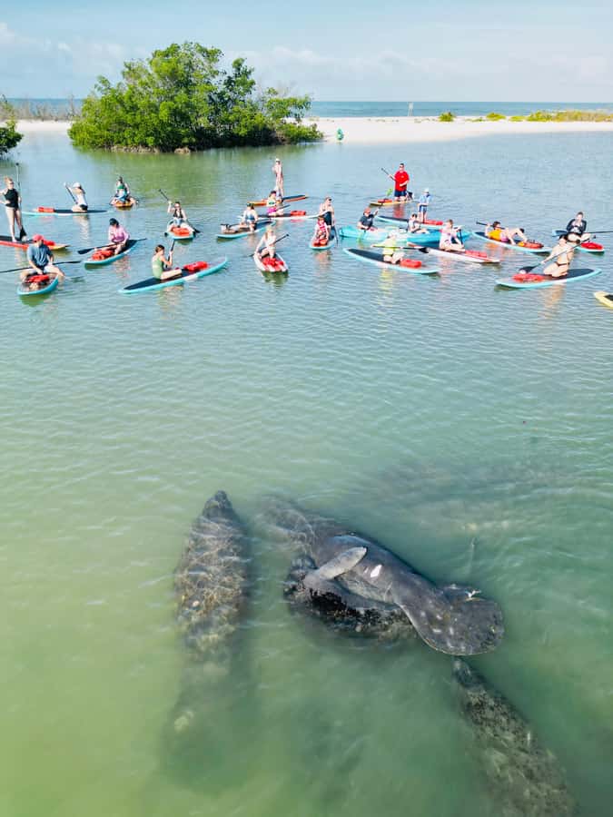 Bonita Springs Dolphin, Manatee & Sea Turtle Adventure Tour! - Entering the mangrove channels