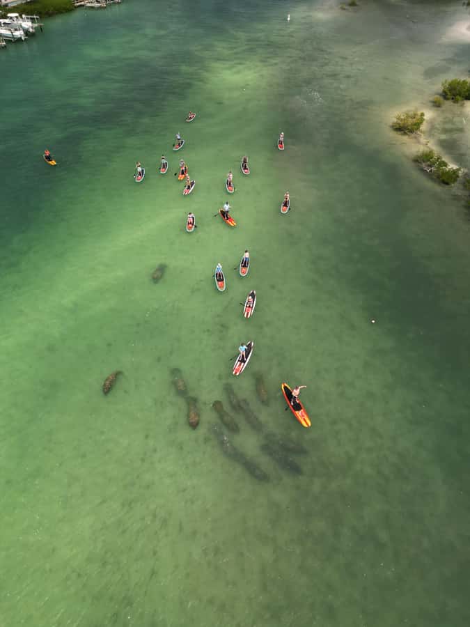 Bonita Springs Dolphin, Manatee & Sea Turtle Adventure Tour! - Beyond the headline animals