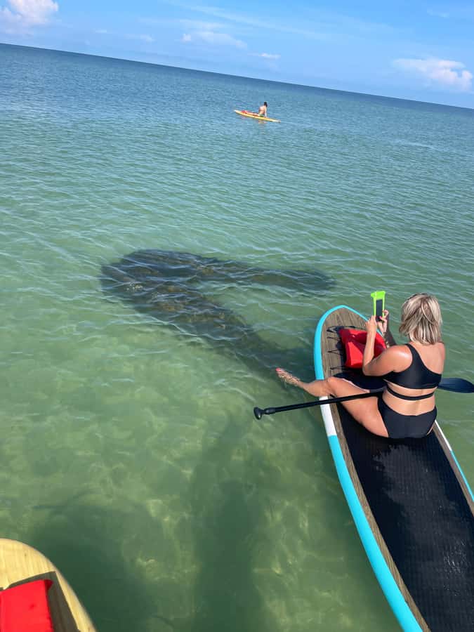 Bonita Springs Dolphin, Manatee & Sea Turtle Adventure Tour! - Timing, boat traffic, and the two-hour limit