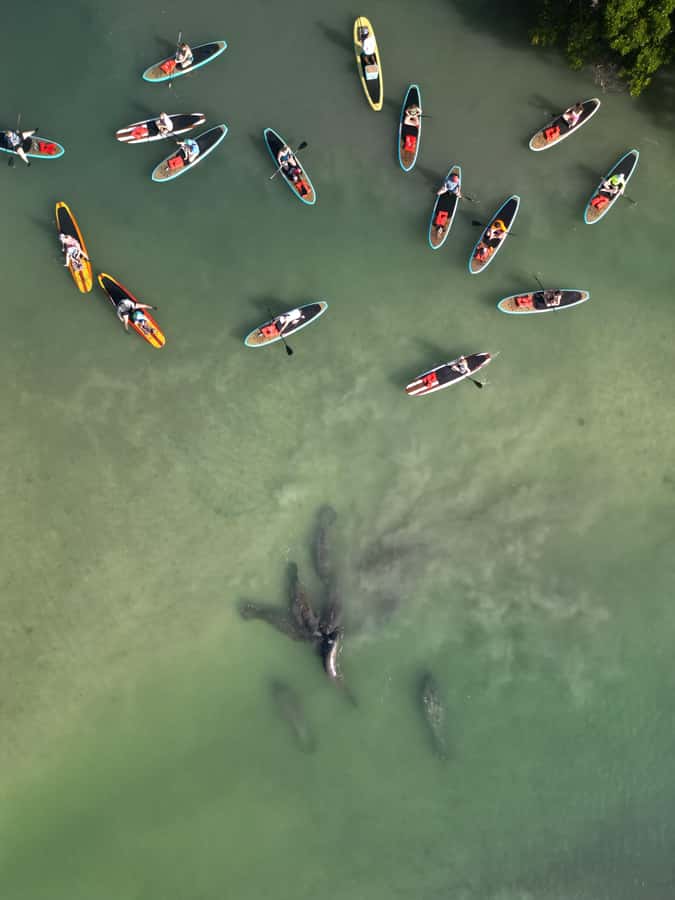 Bonita Springs Dolphin, Manatee & Sea Turtle Adventure Tour! - What to bring and how to prepare