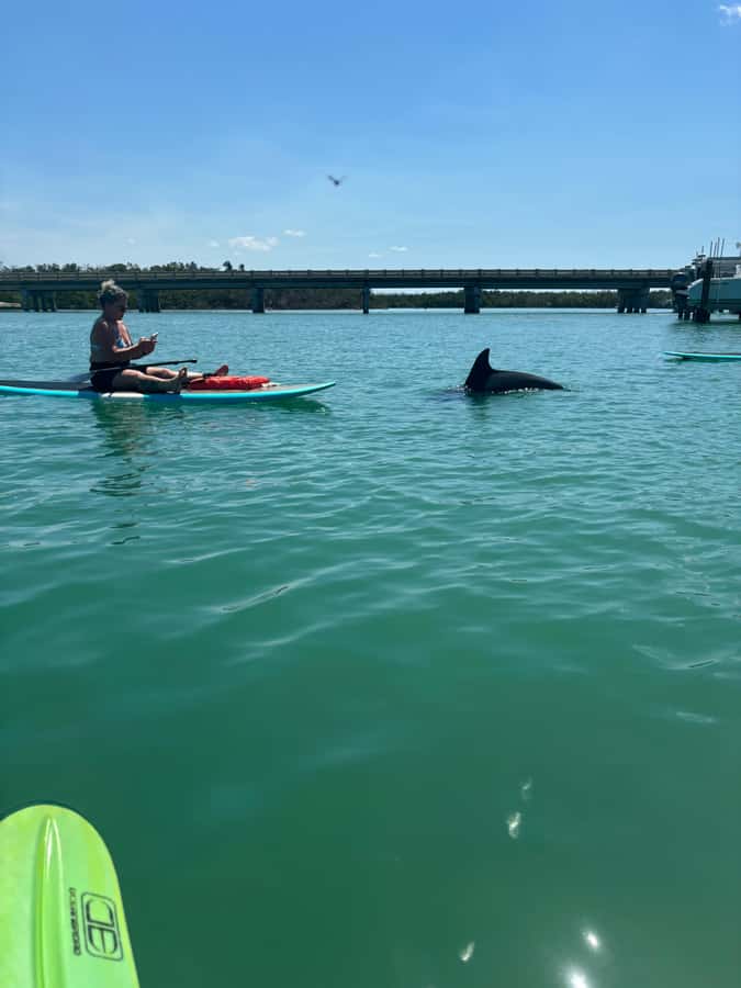 Bonita Springs Dolphin, Manatee & Sea Turtle Adventure Tour! - Choosing between a kayak and paddle board