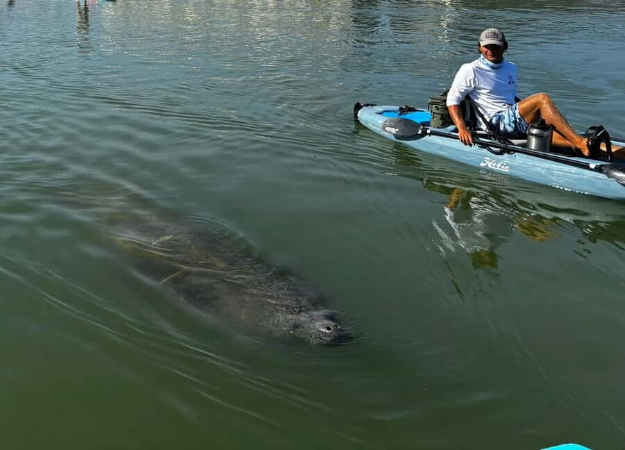 Bonita Springs: Kayak Tour with Manatees, Dolphins Sightings - Why a Pedal Kayak Works So Well Here
