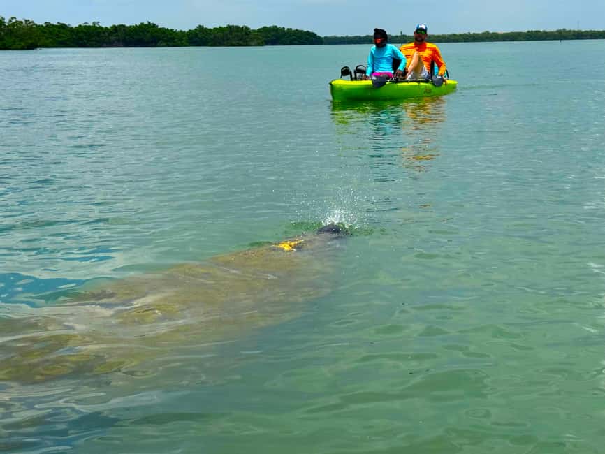 Bonita Springs: Kayak Tour with Manatees, Dolphins Sightings - Mangrove Tunnels and Shallow Flats