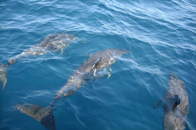 Brevard County Tours, dolphin and manatee tours in Palm Bay, FL - Why this Palm Bay boat trip feels different