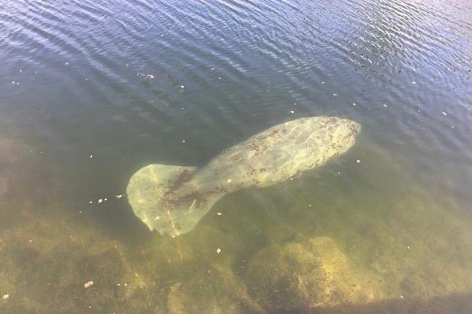 Brevard County Tours, dolphin and manatee tours in Palm Bay, FL - Starting at Turkey Creek in Palm Bay