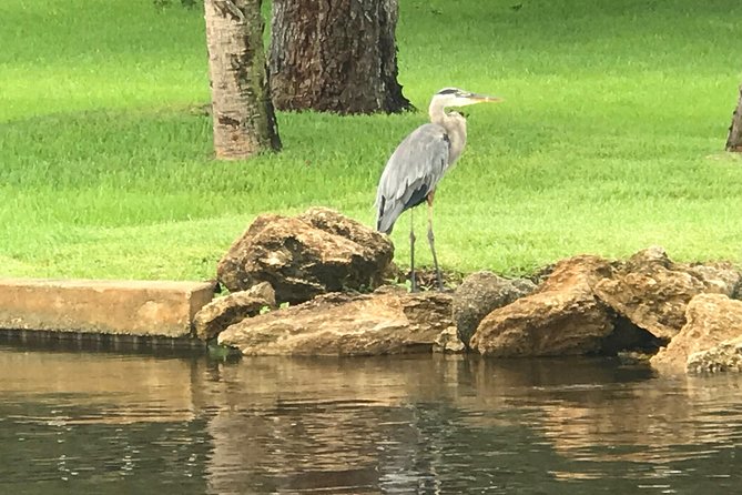 Brevard County Tours, dolphin and manatee tours in Palm Bay, FL - Back canals and quieter wildlife sightings
