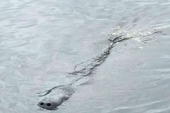 Brevard County Tours, dolphin and manatee tours in Palm Bay, FL - The shell-covered island stop