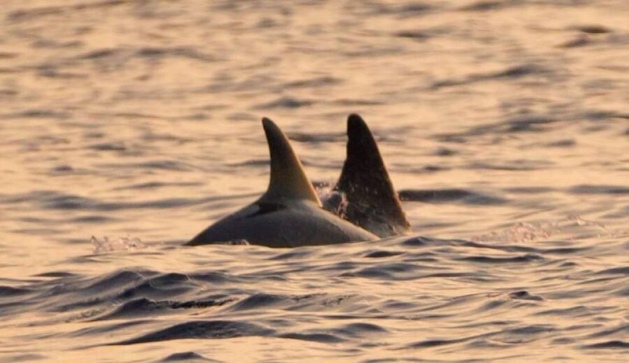 Brijuni Islands: Sunset & Dolphins private boat tour - Key points at a glance