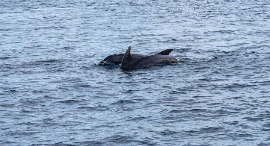 Brijuni Islands: Sunset & Dolphins private boat tour - Why the dolphin search is the heart of the trip