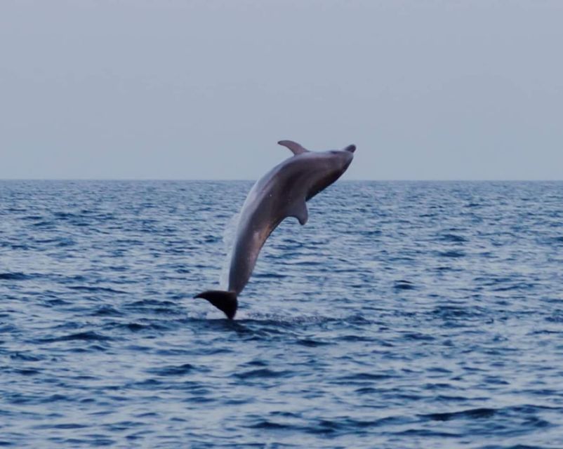 Brijuni Islands: Sunset & Dolphins private boat tour - A skipper who knows when to slow down