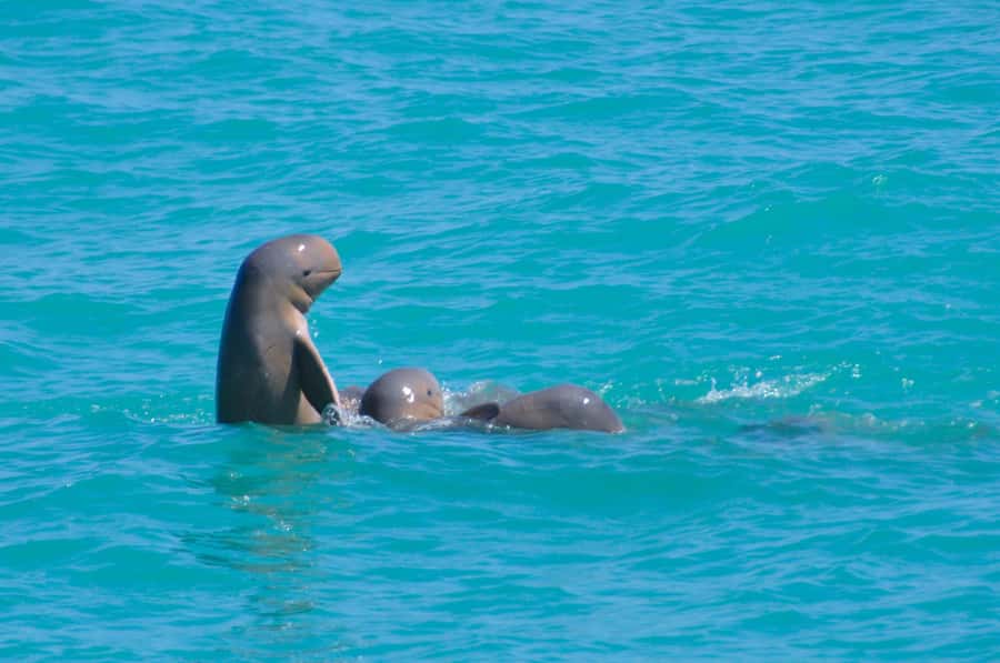 Broome: Snubfin Dolphin Cruises - The first 15 minutes: safety and settling in