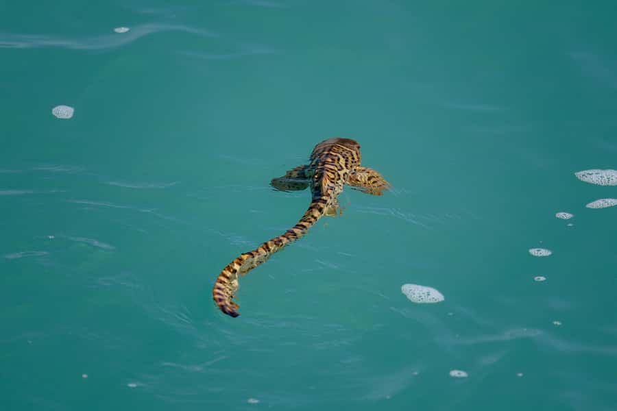 Broome: Snubfin Dolphin Cruises - Looking for snubfin dolphins, turtles and dugongs