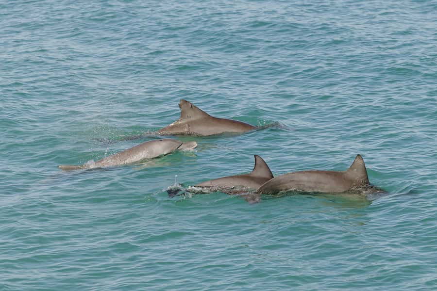 Broome: Snubfin Dolphin Cruises - Booking details and useful preparation