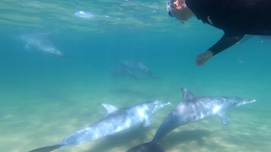 Bunbury: Swim with Dolphins Tour - Key points before you book