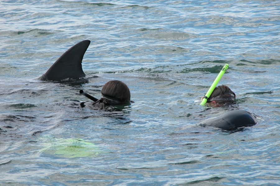 Bunbury: Swim with Dolphins Tour - Meeting the dolphins at Koombana Bay