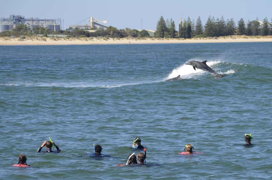 Bunbury: Swim with Dolphins Tour - What the dolphin encounter feels like
