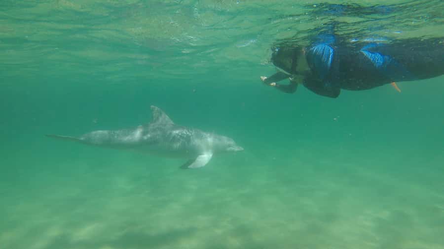 Bunbury: Swim with Dolphins Tour - Gear, warmth, and comfort on the day