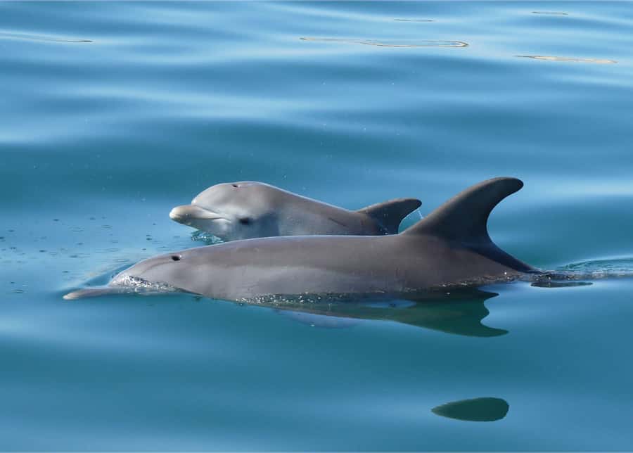 Bunbury: Swim with Dolphins Tour - The conservation side of the experience
