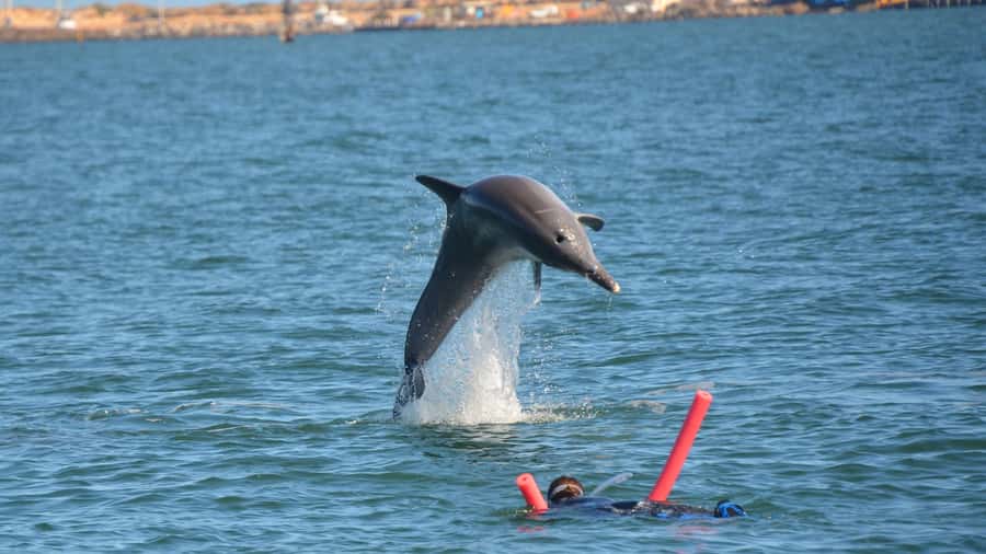Bunbury: Swim with Dolphins Tour - Is $155 good value?