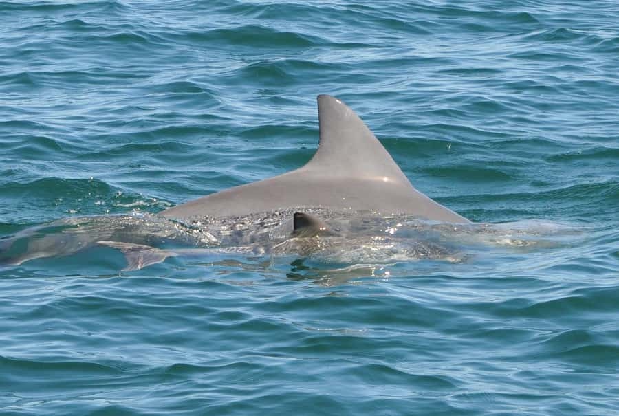 Bunbury: Swim with Dolphins Tour - Who should book this tour?