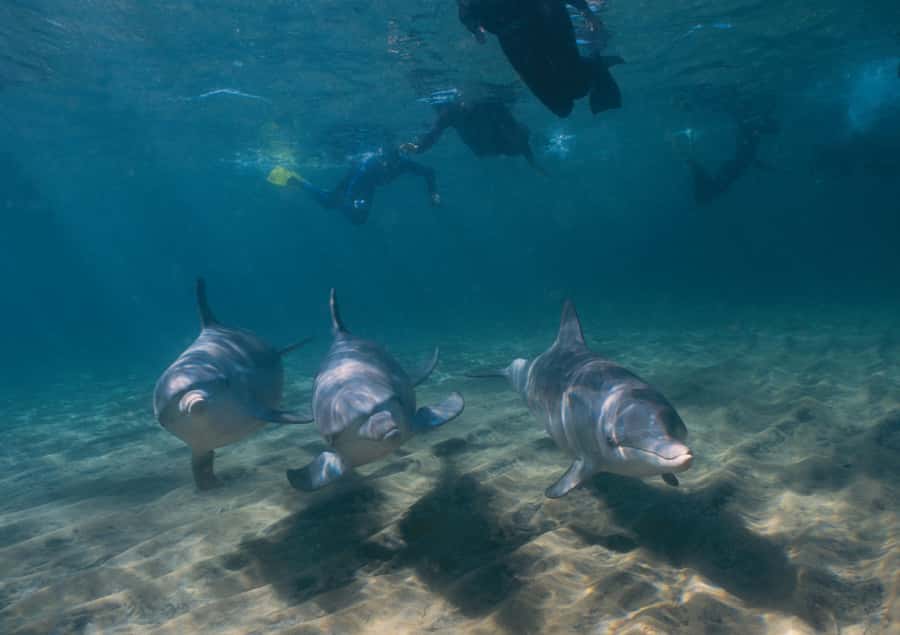 Bunbury: Swim with Dolphins Tour - The four-hour boat trip