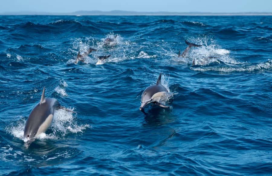 Byron Bay: Cruise with Dolphins Tour - Key points at a glance