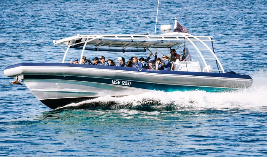 Byron Bay: Cruise with Dolphins Tour - Who will get the most from this cruise