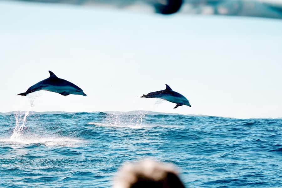 Byron Bay: Cruise with Dolphins Tour - From Richmond River to Cape Byron Marine Park