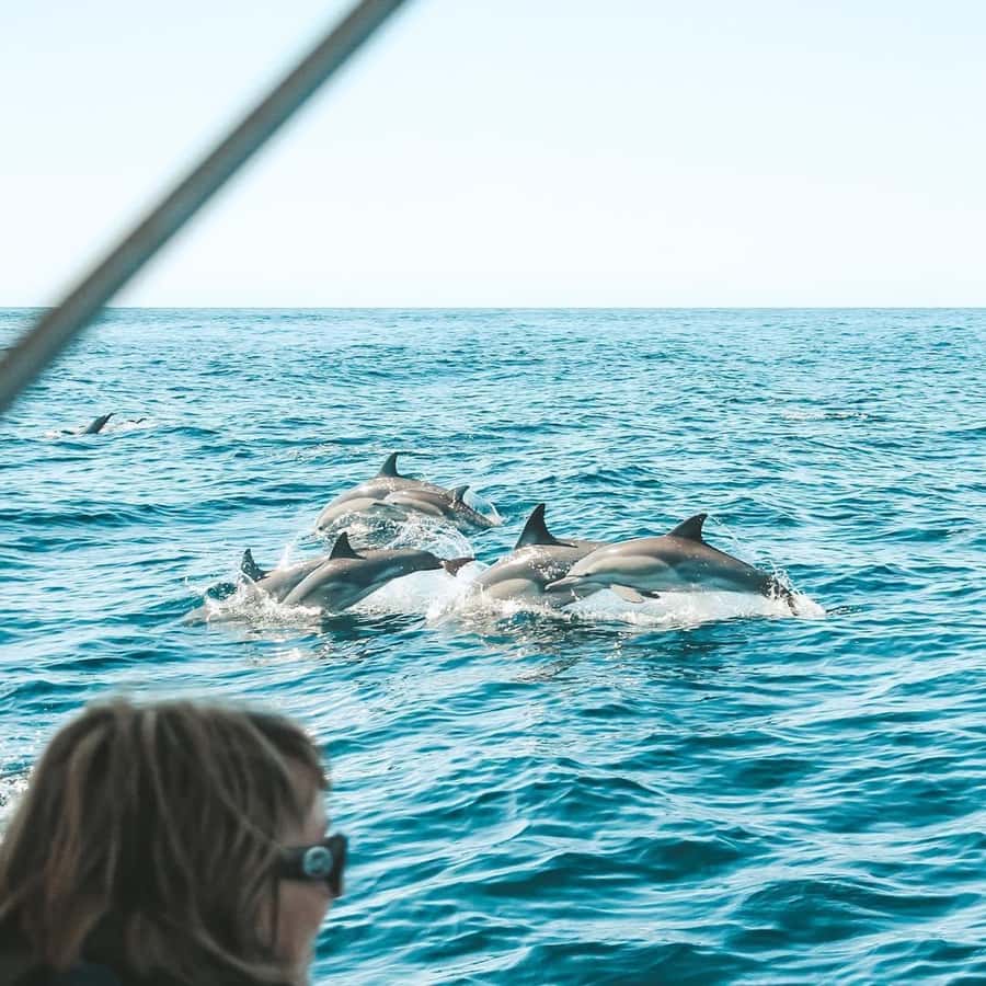 Byron Bay: Cruise with Dolphins Tour - A marine biologist gives the coast some meaning