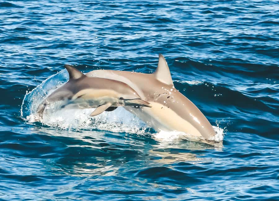 Byron Bay: Cruise with Dolphins Tour - What the $67 price really covers