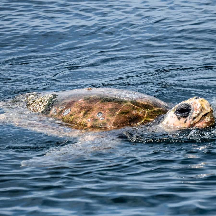 Byron Bay: Cruise with Dolphins Tour - What the strongest feedback tells me