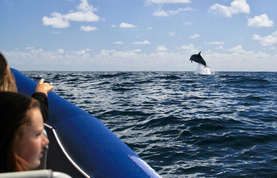 Byron Bay: Cruise with Dolphins Tour - Booking details that can save you trouble