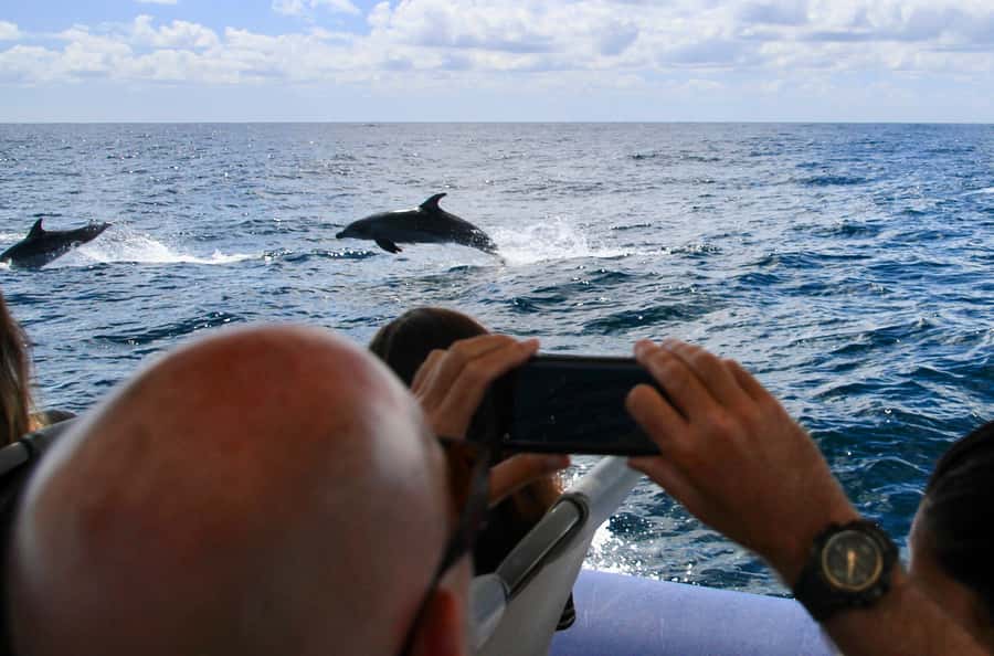 Byron Bay: Cruise with Dolphins Tour - Why the dolphins are the star of the trip
