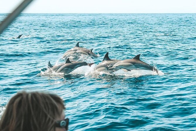 Byron Bay Dolphin Tour - Ocean Safari - Key points to know before booking