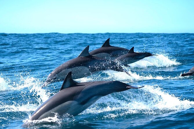 Byron Bay Dolphin Tour - Ocean Safari - A fast start from Byron Bay at 9:30 am