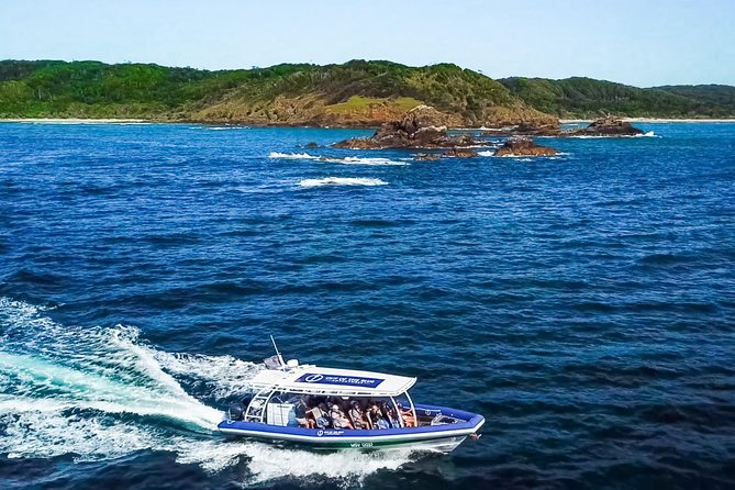 Byron Bay Dolphin Tour - Ocean Safari - Dolphins, turtles, and the limits of wildlife watching