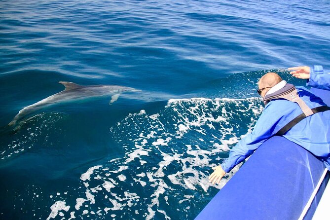 Byron Bay Dolphin Tour - Ocean Safari - What the marine biologist adds