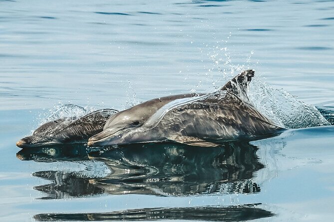 Byron Bay Dolphin Tour - Ocean Safari - The boat ride, comfort, and group size