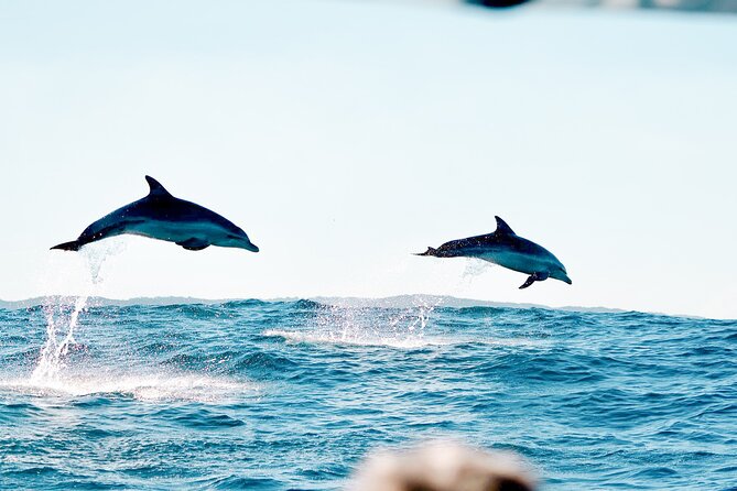 Byron Bay Dolphin Tour - Ocean Safari - Local snacks and the value of the short trip