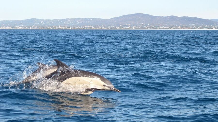 Cabanas de Tavira: Dolphin Watching Boat Tour - Setting Out From Cabanas de Tavira