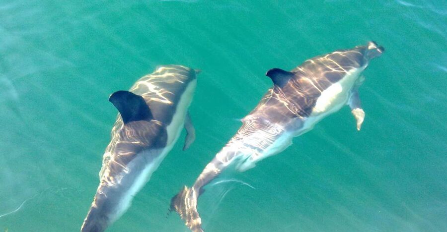 Cabanas de Tavira: Dolphin Watching Boat Tour - Watching for the First Fin