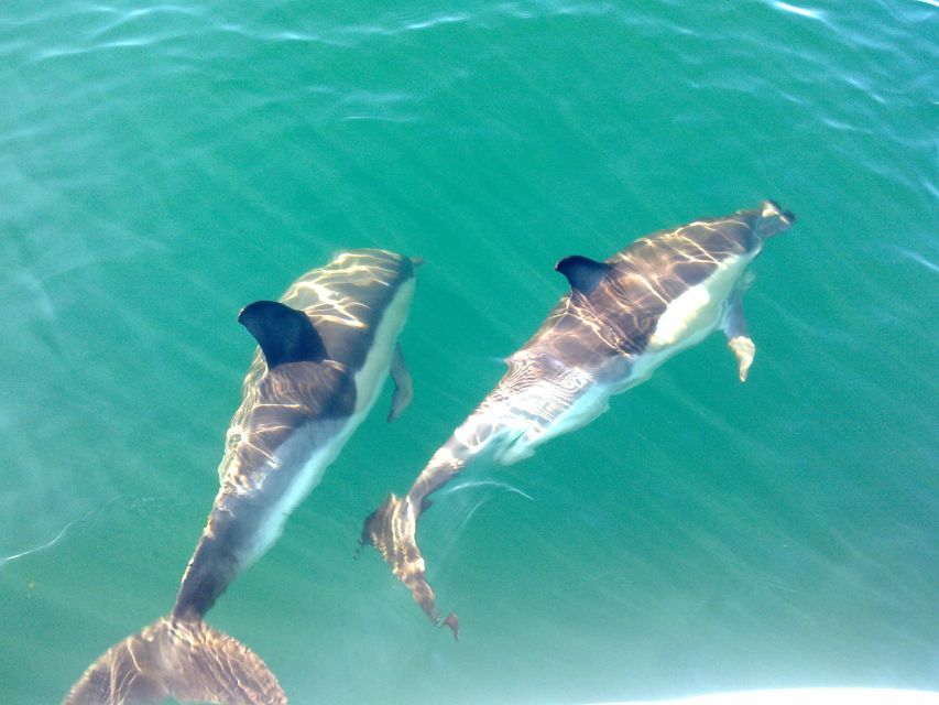 Cabanas de Tavira: Dolphin Watching Boat Tour - The Ria Formosa View Before the Open Sea