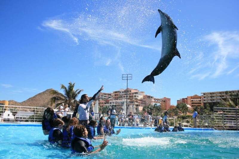 Cabo San Lucas: Dolphin Swim Class with Marine Specialist - The Small-Group Advantage