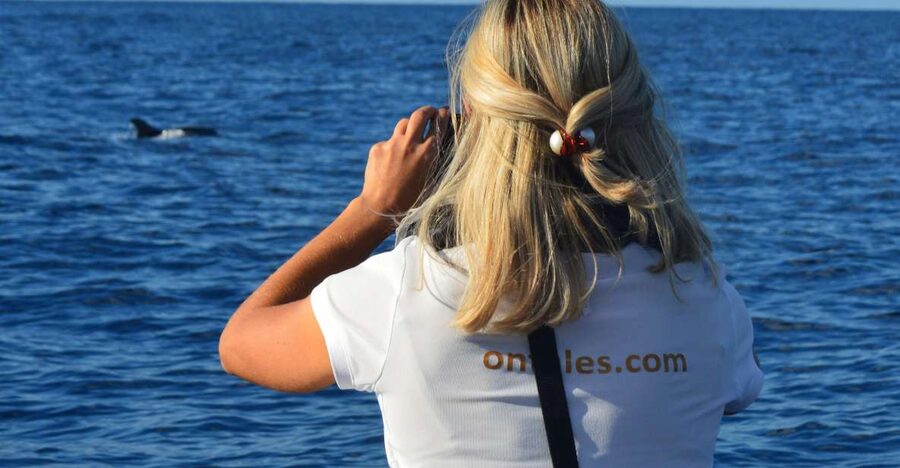 Calheta: Whale & dolphin watching small groups designer tour - Key points to know before you book