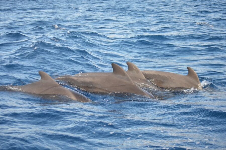 Calheta: Whale & dolphin watching small groups designer tour - What the $342 group price really means